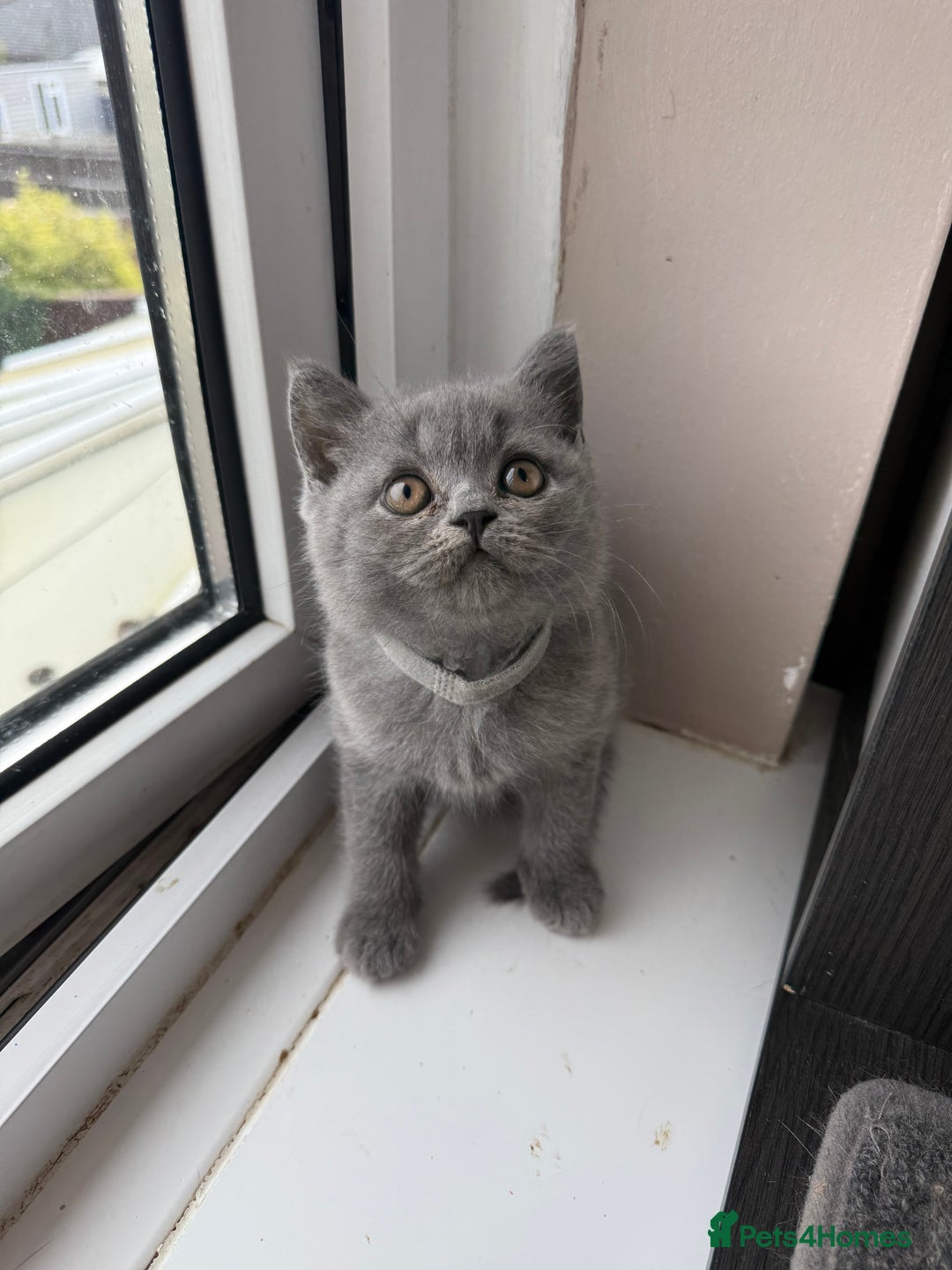 British Shorthair cats for sale: Pedigree BSH Last Female kitten ready to go!! - Image 2