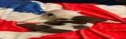 English Bulldog dogs for sale: Traditional British bulldogs  - Advert 3