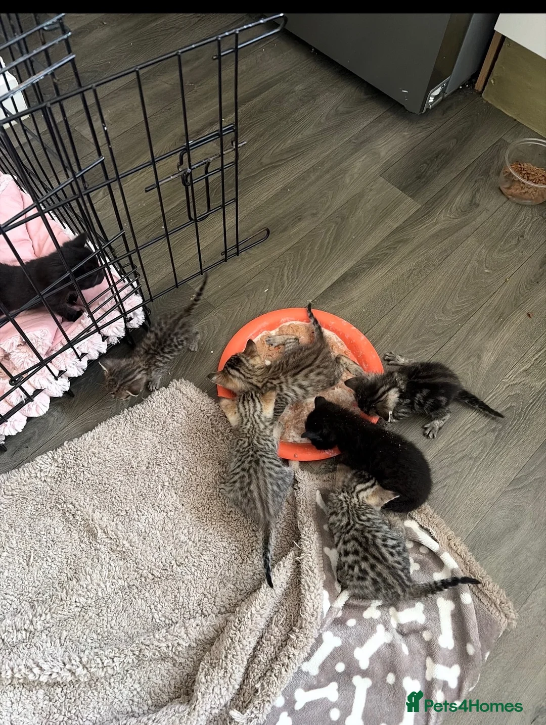 Bengal cats for sale: Bengal kittens  - Advert 3