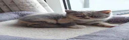 British Shorthair cats for sale: Gorgeous British short-hair kittens  - Advert 11
