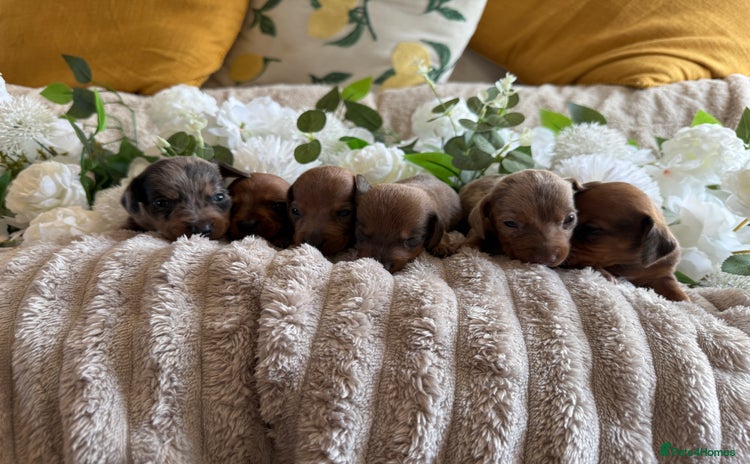Miniature Dachshund dogs - Advert 8