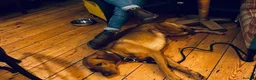 Labrador Retriever dogs for stud: Stunning KC Registred Fox Red Labrador Stud dog - Advert 6