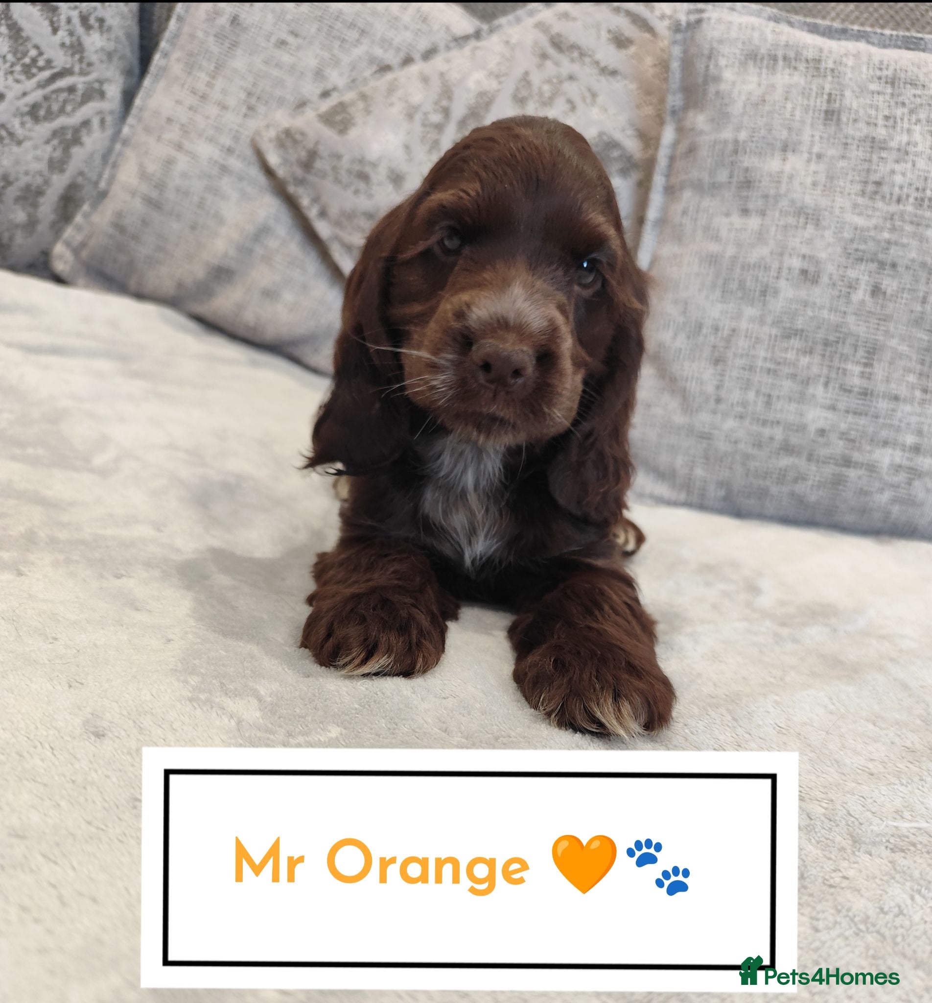 Cocker Spaniel dogs 🌟READY NOW🌟🐾 🐶 KC Show Cocker Puppies🐶🐾💕  - Advert 3