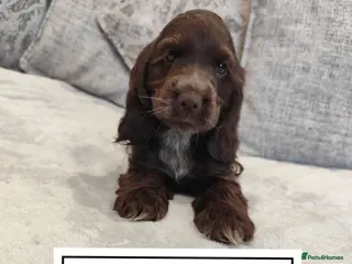 Cocker Spaniel dogs 🌟READY NOW🌟🐾 🐶 KC Show Cocker Puppies🐶🐾💕 - Advert 3