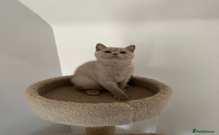 British Shorthair cats in Crewe - Advert 13