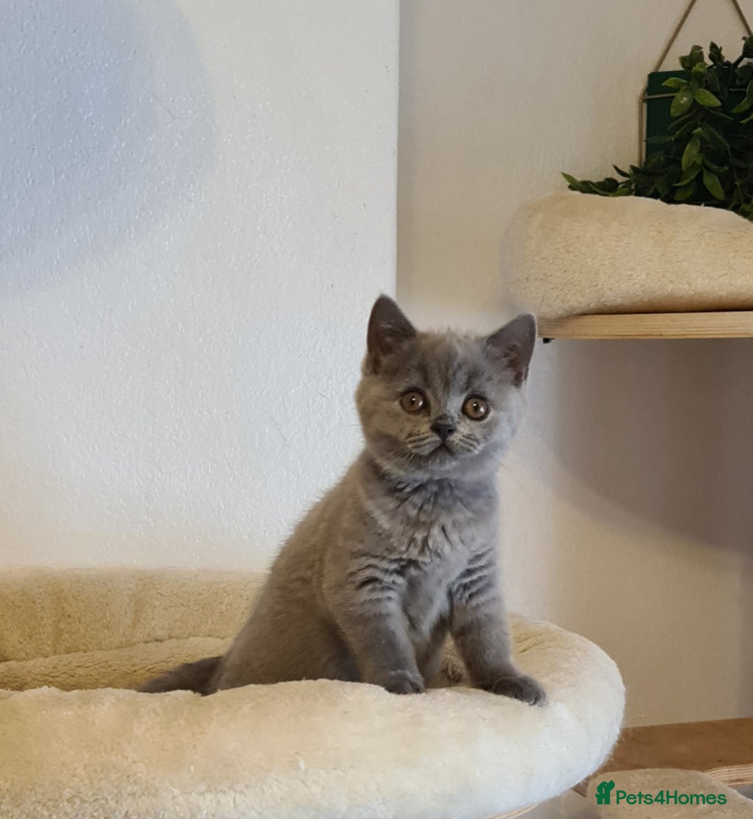 British Shorthair cats for sale: GCCF Lilac Blue & Bicolor quality BSH kittens  - Image 15
