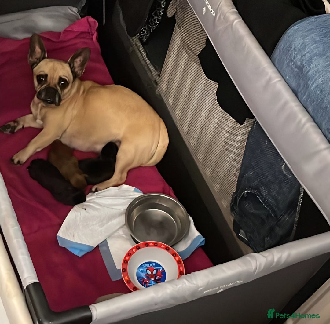 Mixed Breed dogs for sale: Adorable whoopsy babies - Advert 2