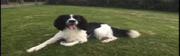 Sprocker dogs for sale: beautiful F1 Sprocker puppies  - Advert 9