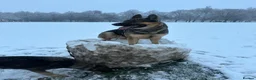 German Shepherd dogs for sale: German Shepherd puppies European line - Advert 5