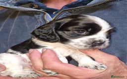 Cockalier dogs for sale: Stunning girls. DNA health tested parents  - Image 9