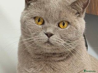 British Shorthair cats British Shorthair Girls Ready for Forever Homes - Advert 2