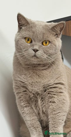 British Shorthair cats British Shorthair Girls Ready for Forever Homes - Advert 2
