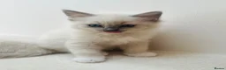Ragdoll cats for sale: Beautiful ragdoll kittens blue and mitted - Advert 11