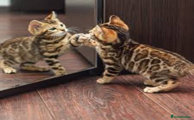 Bengal cats - Advert 10