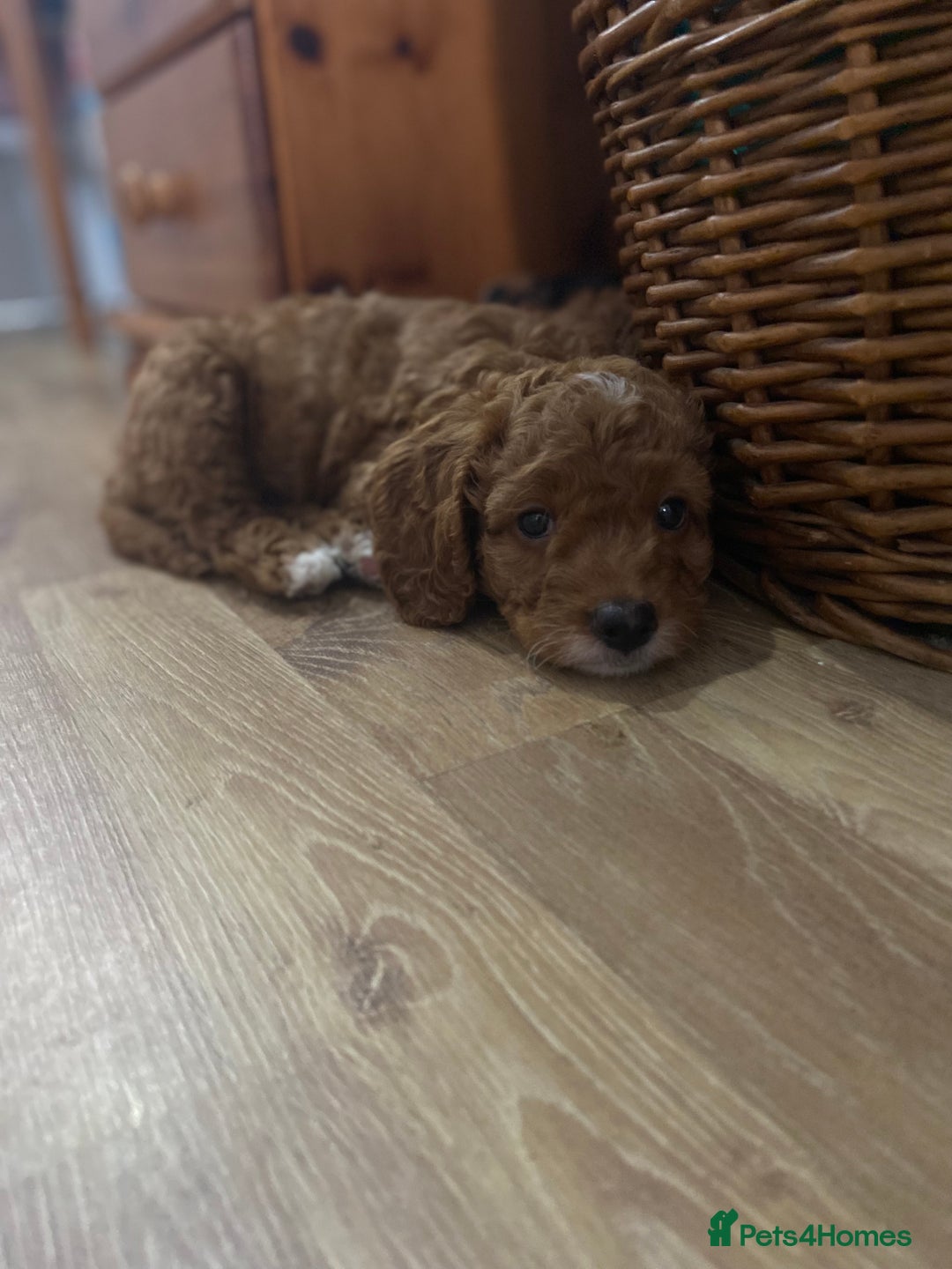 Cockapoo dogs for sale: ADD UPTO DATEREAD IN FULL  - Advert 19
