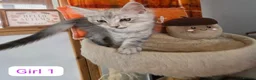 Maine Coon cats for sale: BEAUTIFUL MAINE COON KITTENS, POLY AND NON POLY  - Advert 9