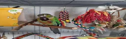 Conures birds for sale: Loving 5-Month old Green Cheek Conure (Pippin) - Advert 16