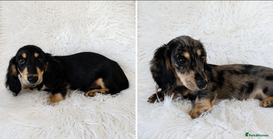 Miniature Dachshund dogs KC Long hair dachshund boys - Advert 2