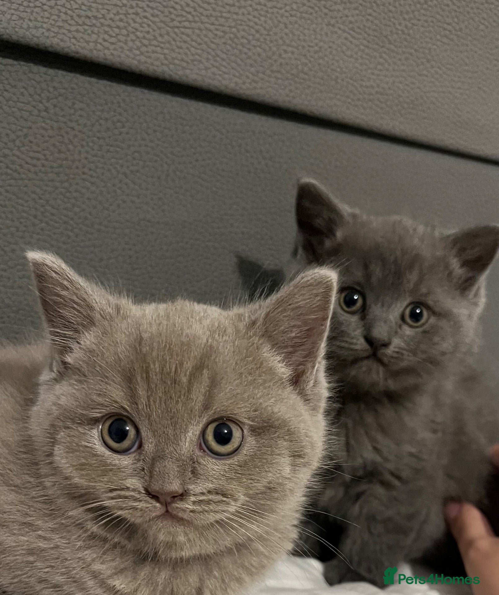 Mixed Breed cats Ragdoll x British Shorthair kittens - Advert 3
