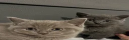 Mixed Breed cats for sale: Ragdoll x British Shorthair kittens - Advert 1