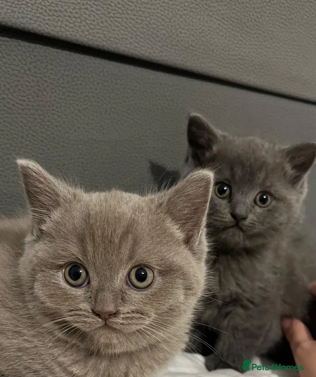 Mixed Breed cats for sale: Ragdoll x British Shorthair kittens - Advert 1