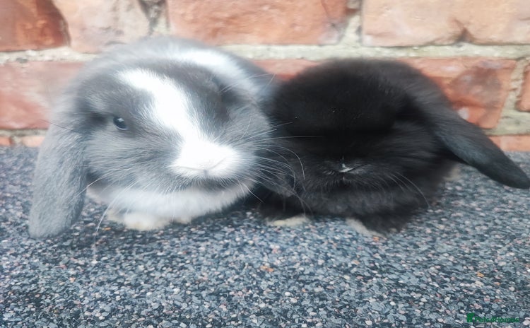 Mini Lop rabbits - Advert 5