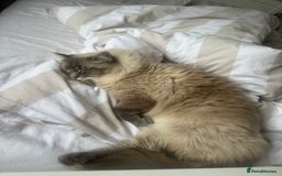 Ragdoll cats for sale: Ted 4yr old Blue Tabby Point Ragdoll for rehoming  - Image 3