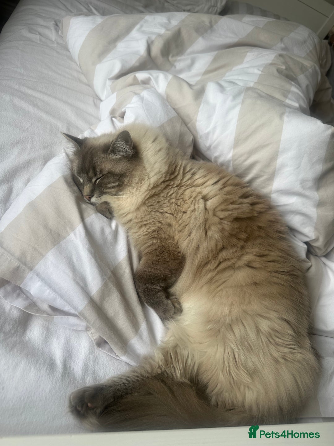 Ragdoll cats for sale: Ted 4yr old Blue Tabby Point Ragdoll for rehoming  - Image 3