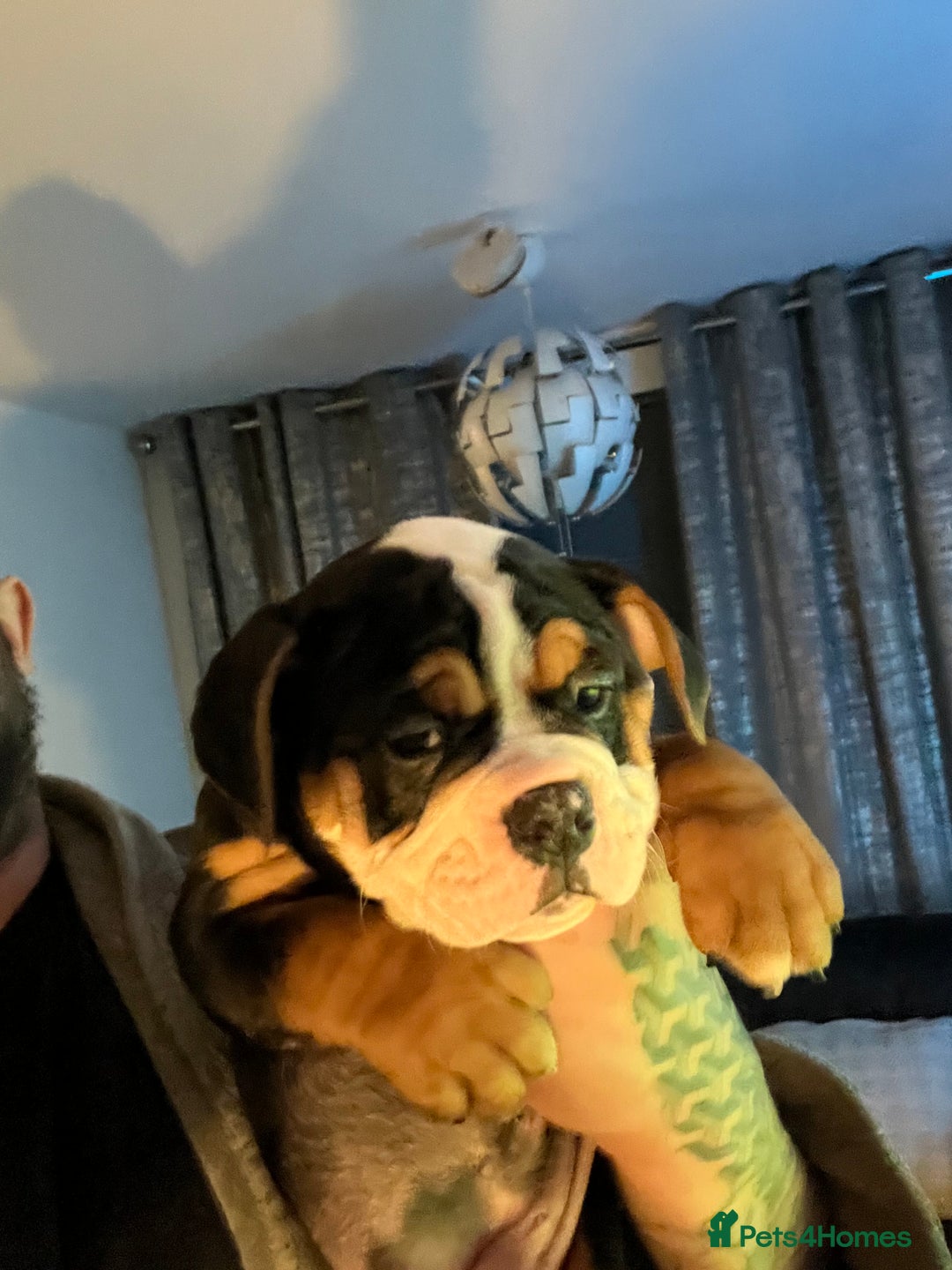 English Bulldog dogs for sale: English bulldog pup - Advert 3