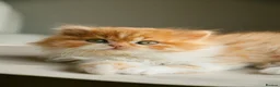 British Shorthair cats for sale: Choco Lilac Red Bicolour British Short Long-haird - Advert 8