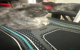 Mixed Breed cats for sale: Female cat for sale  - Image 3