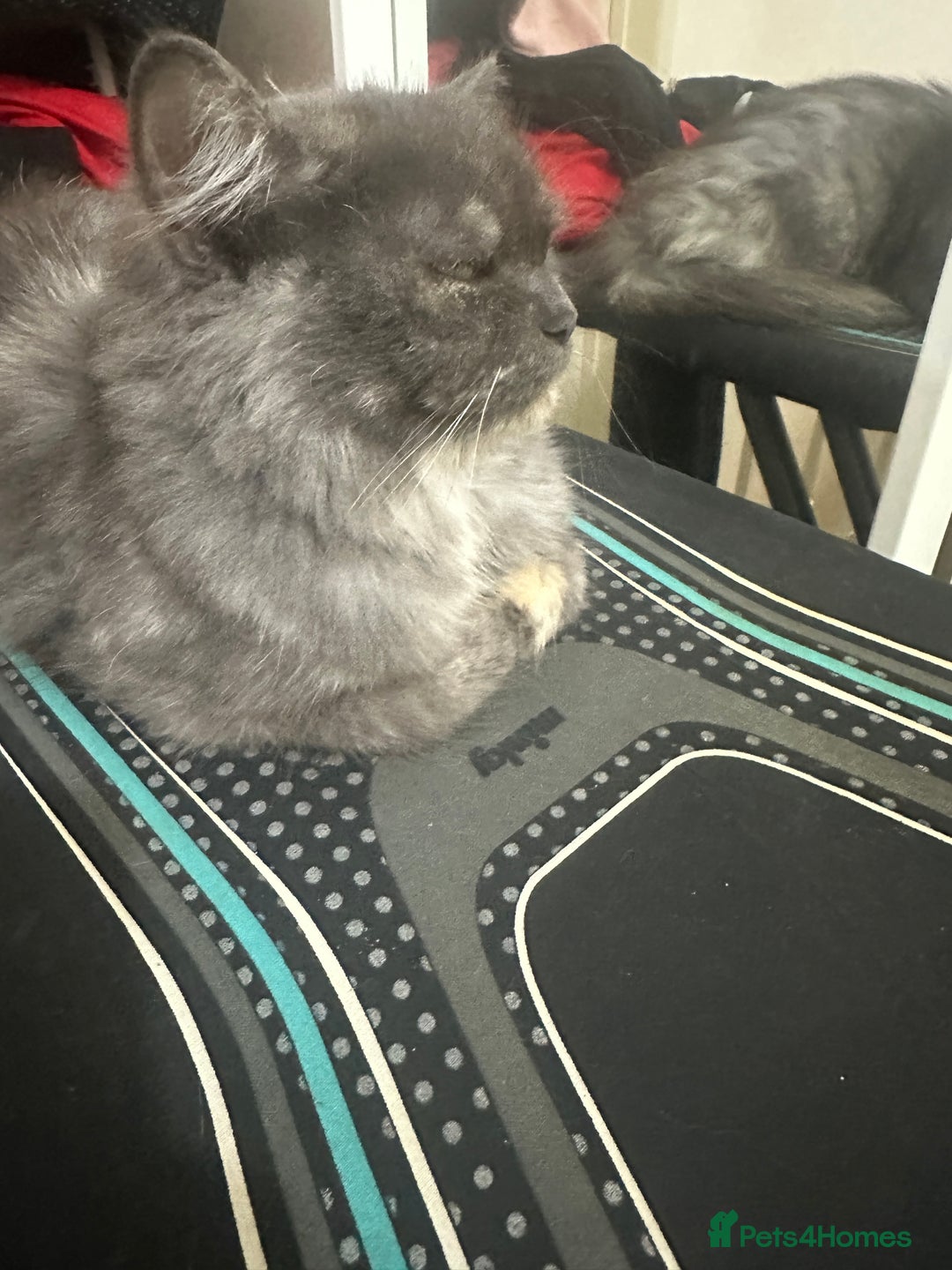 Mixed Breed cats for sale: Female cat for sale  - Image 3