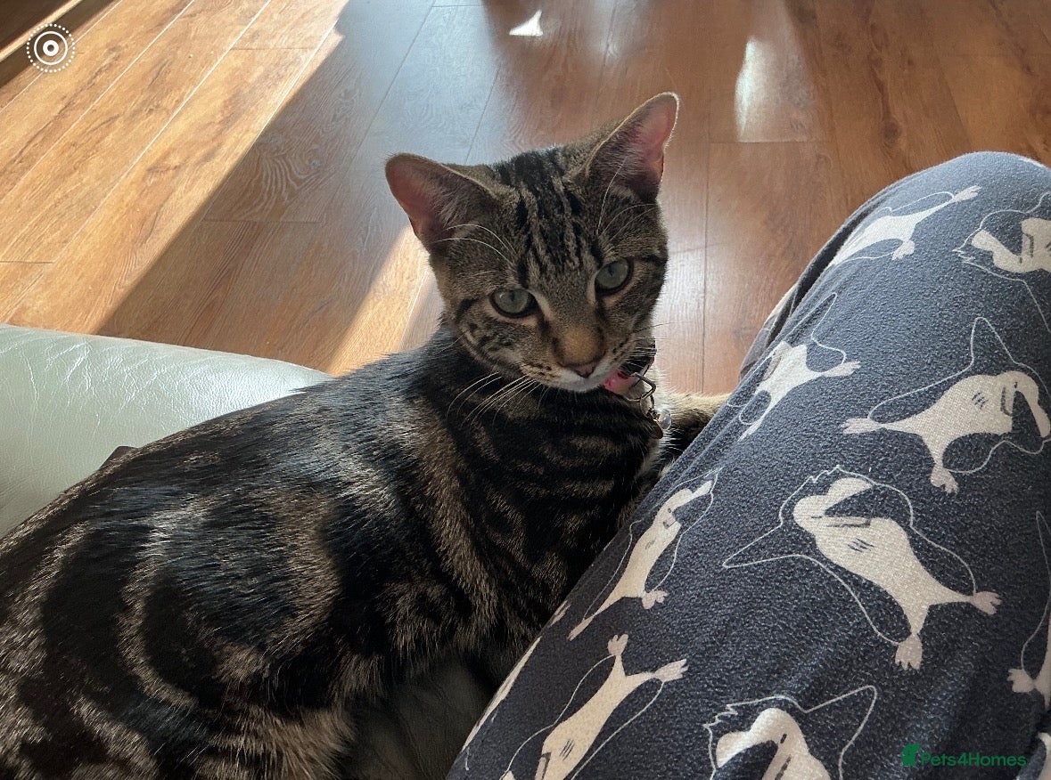 Mixed Breed cats Beautiful Bengal Cross Tabby Boy – 6 Months Old ❤️ - Advert 6