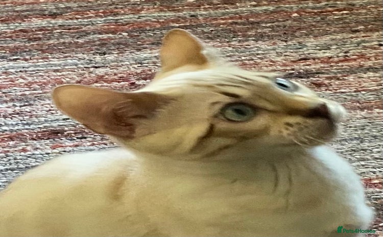 Bengal cats - Advert 2