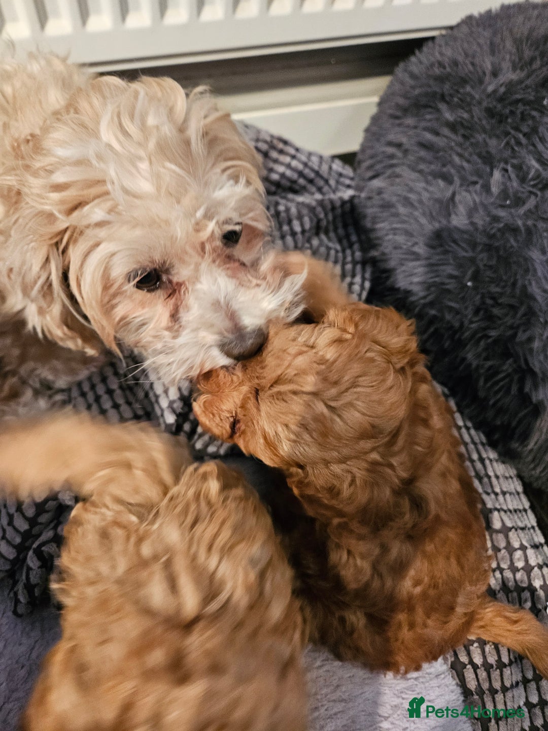 Maltipoo dogs for sale: Stunning Maltipoo Puppies ❤️  - Image 12