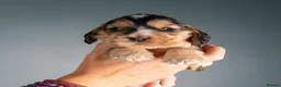 Cocker Spaniel dogs for sale: Cocker Spaniel puppies - ready 9/9/26 - Advert 13