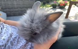 Lionhead rabbits for sale: 7 Beautiful double mane Lionhead Bunnies  - Image 12