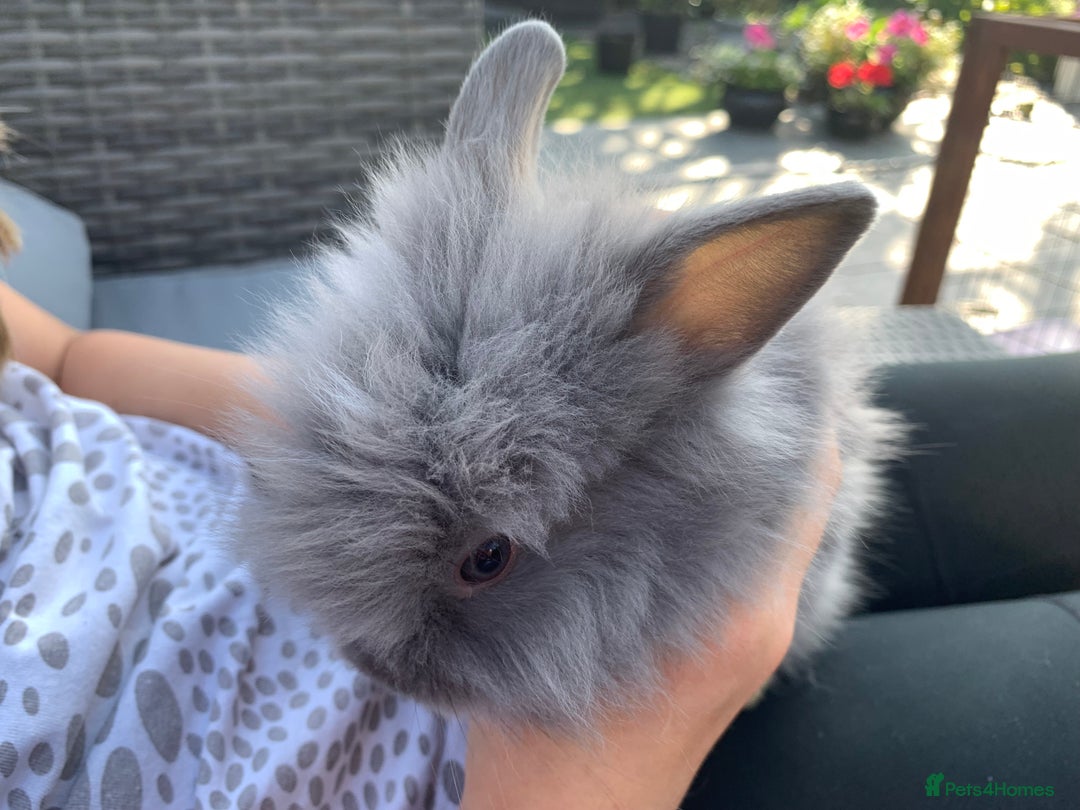 Lionhead rabbits for sale: 7 Beautiful double mane Lionhead Bunnies  - Image 12