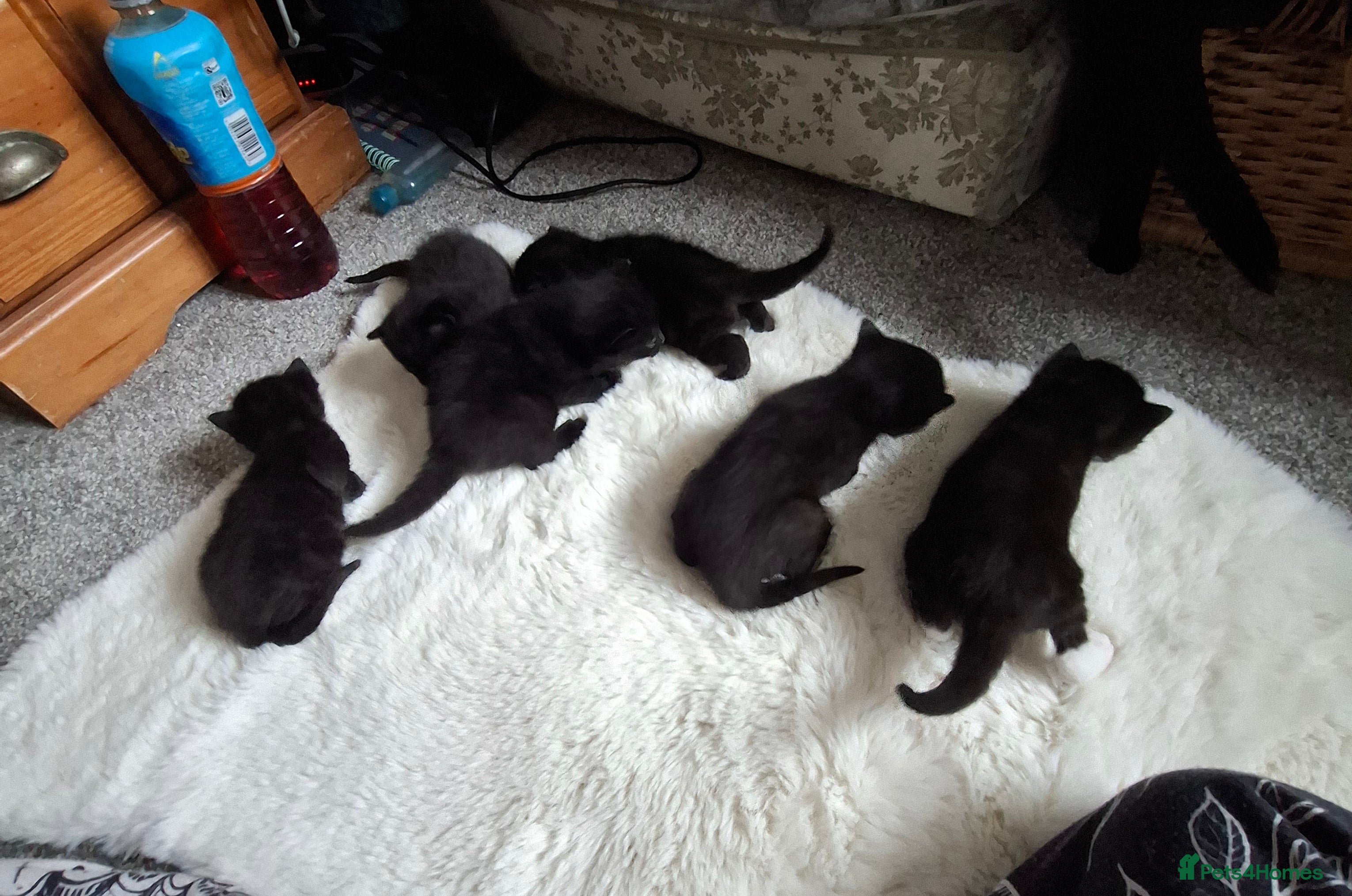 Domestic Shorthair cats 3 Jet Black Tuxedo Kittens - Advert 1