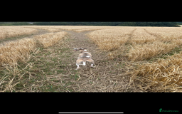 Whippet dogs for stud: Stud whippet - Image 9