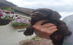 Cocker Spaniel dogs for sale: Working Cocker Spaniels  - Image 9