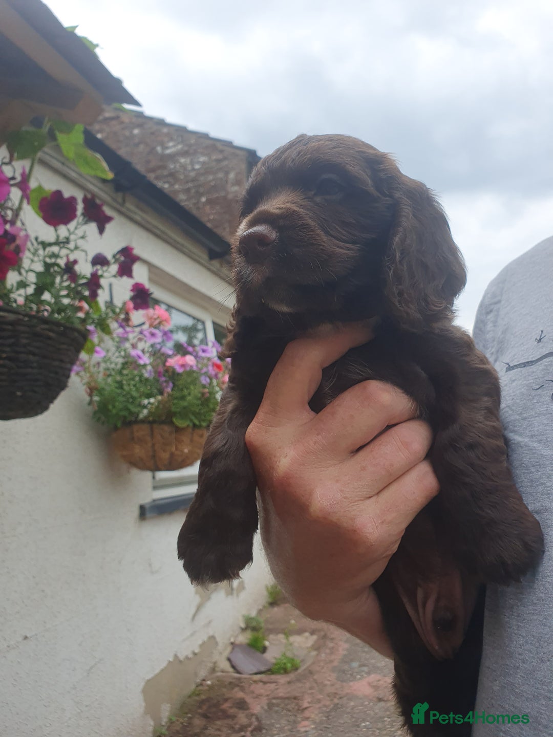Cocker Spaniel dogs for sale: Working Cocker Spaniels  - Image 9