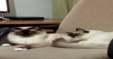 Ragdoll cats in Kirkcaldy - Advert 10