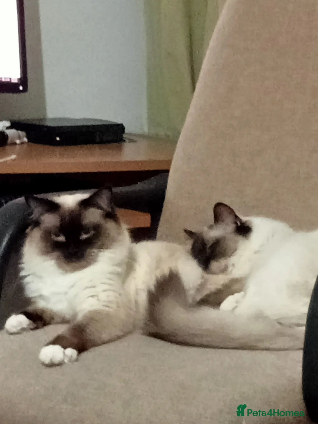 Ragdoll cats for stud: Regdoll  in Kirkcaldy - Advert 3