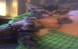 Bengal cats for sale: Bengal cross female kitten - Image 2