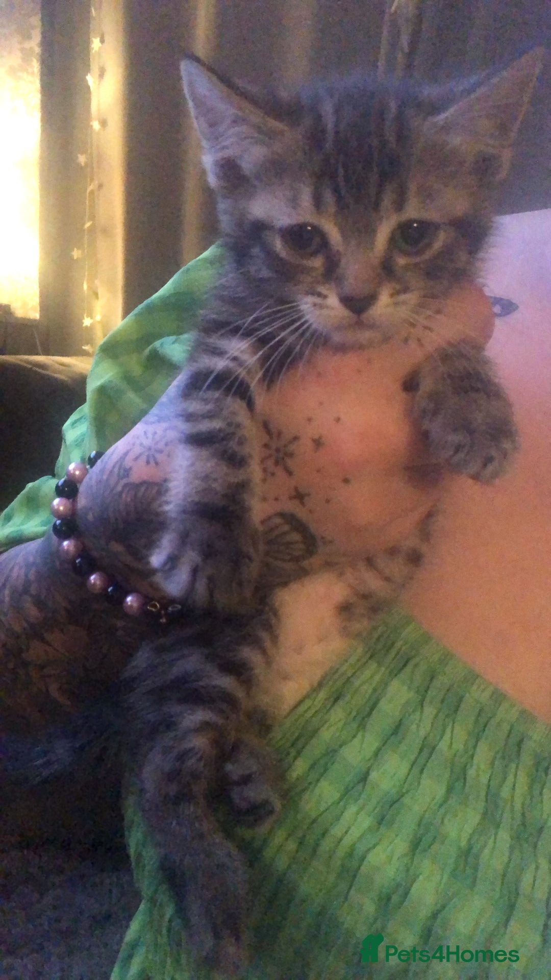 Bengal cats for sale: Bengal cross female kitten - Image 2