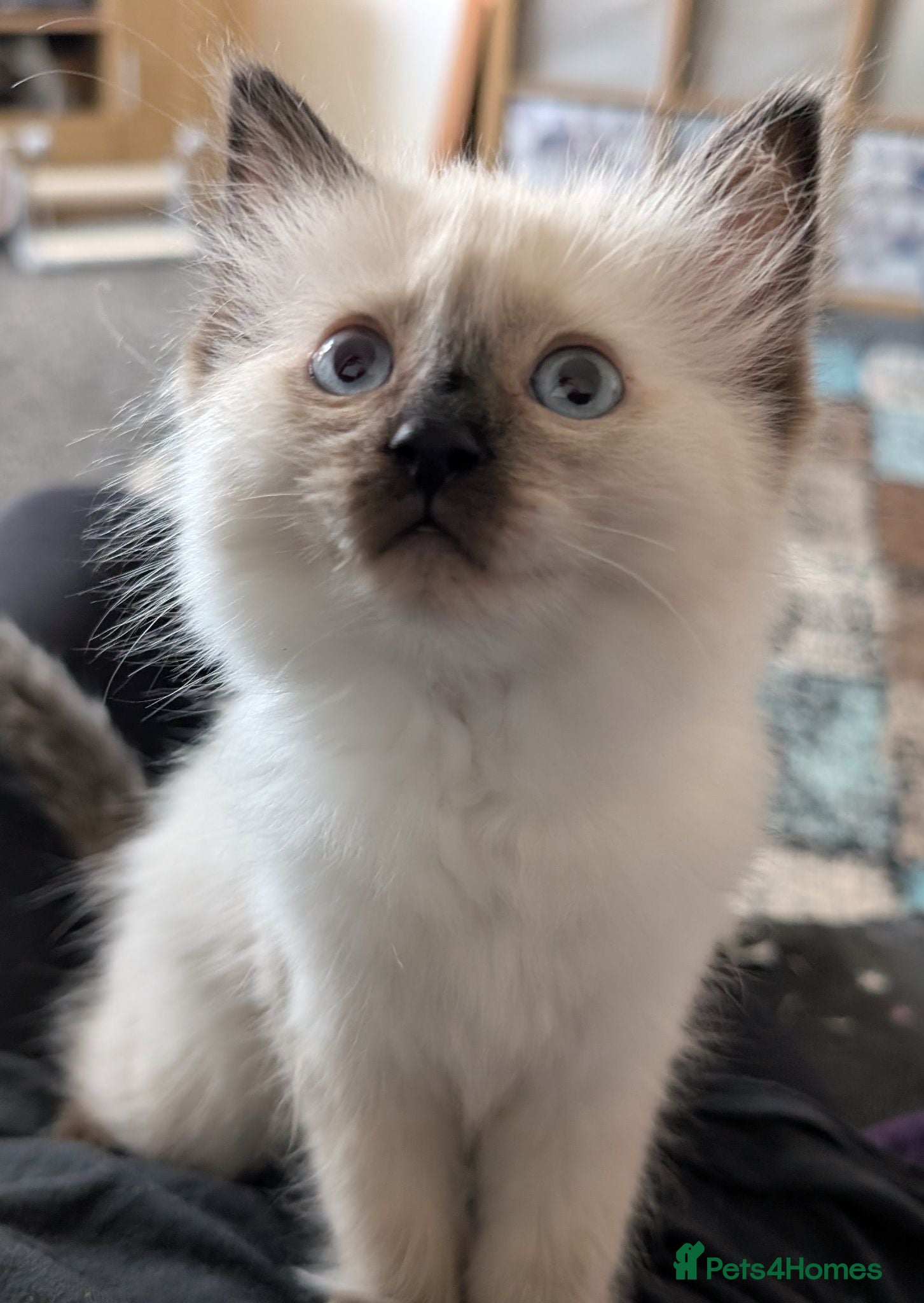 Ragdoll cats Purebred Ragdoll kitten  - Advert 1