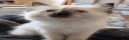 Ragdoll cats for sale: Purebred Female Ragdoll kitten  - Advert 1