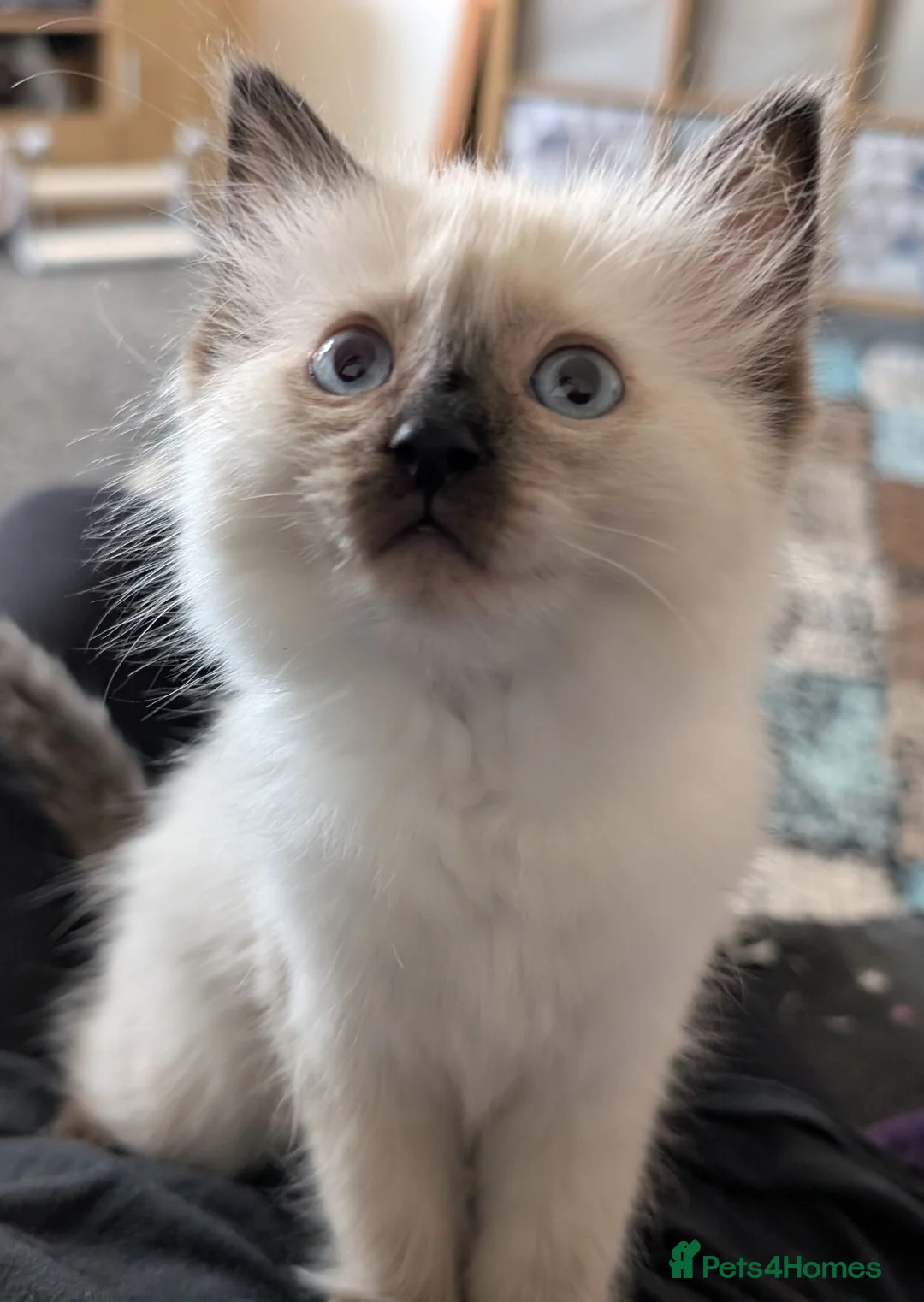 Ragdoll cats for sale: Purebred Female Ragdoll kitten  - Advert 1