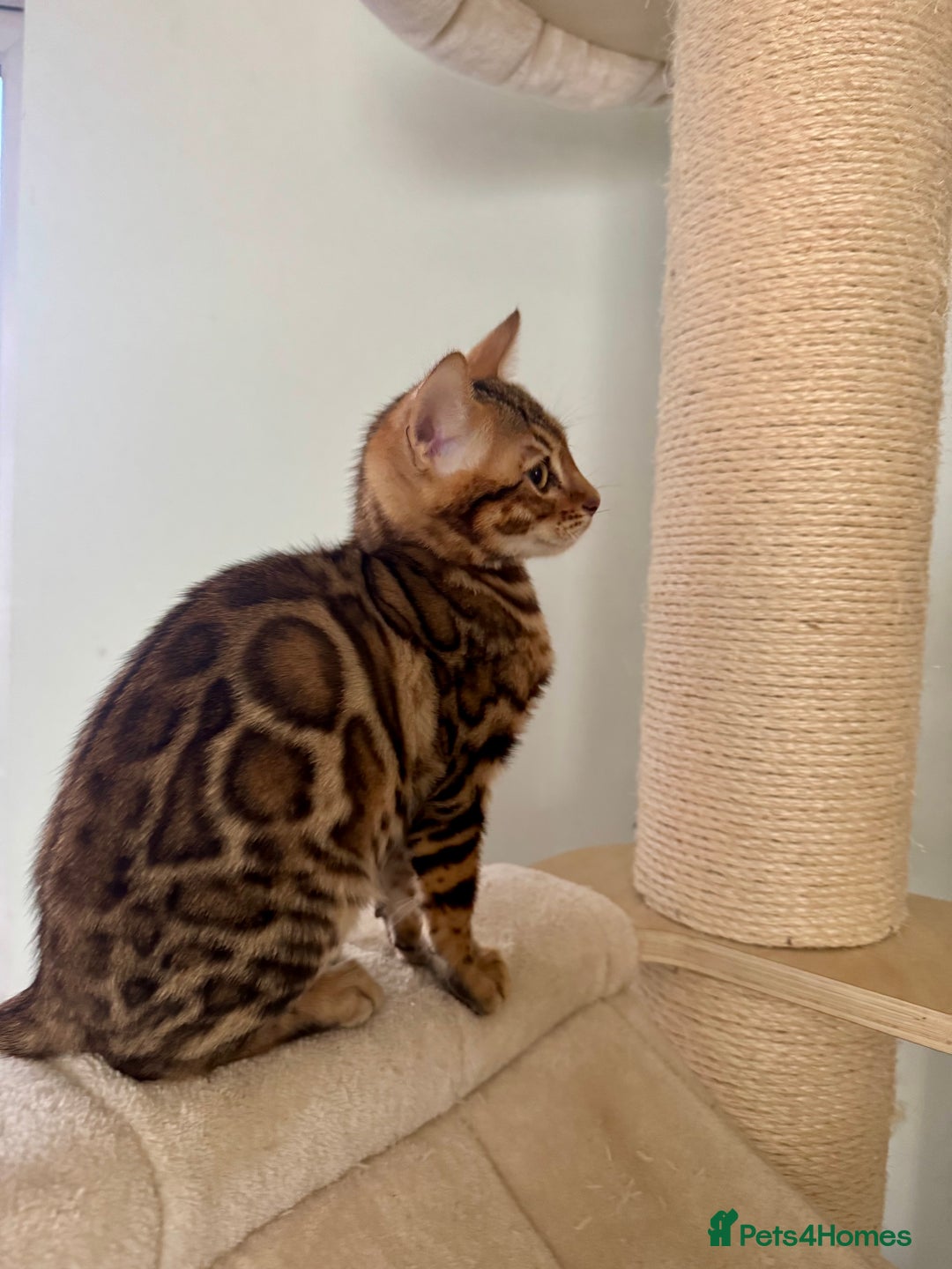 Bengal cats for sale: Stunning male Bengal  - Advert 10